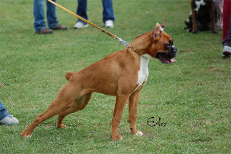 allevamento_cani_boxer_degli_scarronzoni_cuccioli_disponibili_livorno_toscana_italia